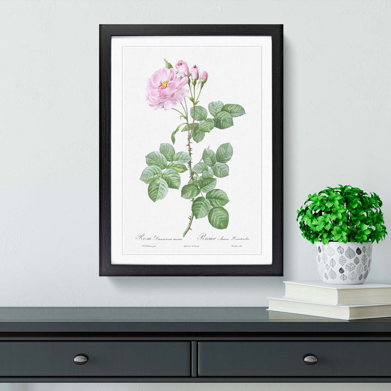 Pink Damask Rose by Pierre-Joseph Redoute - Picture Frame Graphic Art Print, Black Framed, 36cm H x 27cm W x 2cm D