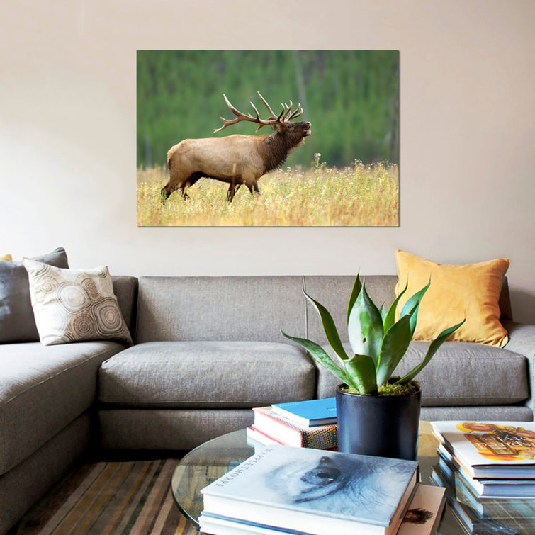 Bellowing Bull Elk II, Yellowstone National Park, Montana, USA by Rolf Nussbaumer - Unframed Photographic Print on Canvas