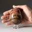 Polished Petrified Wood Egg From Madagascar (1.3 Lbs)