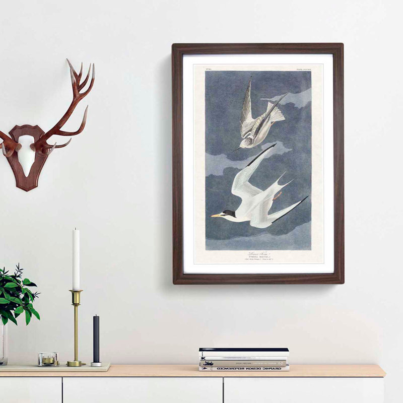 Lesser Tern Birds by John Audubon - Framed Print, Walnut Framed, 36cm H x 27cm W x 2cm D