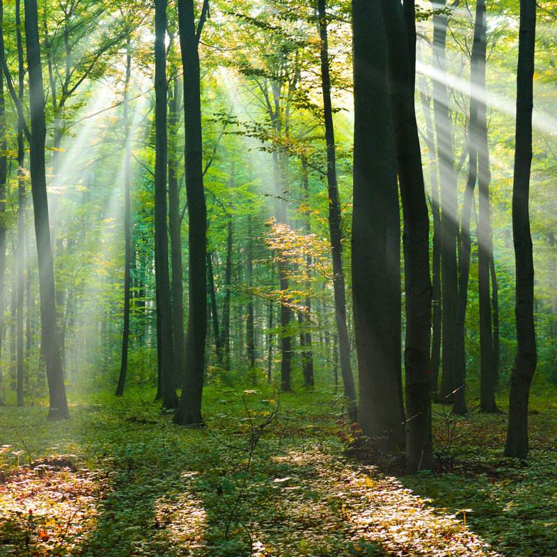 In The Forest - Wrapped Canvas Print, 122cm H x 122cm W x 3.8cm D