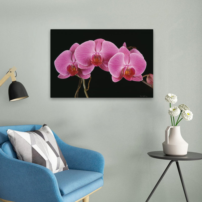 Fleurs - Orchidées, H 16 po x l 24 po
