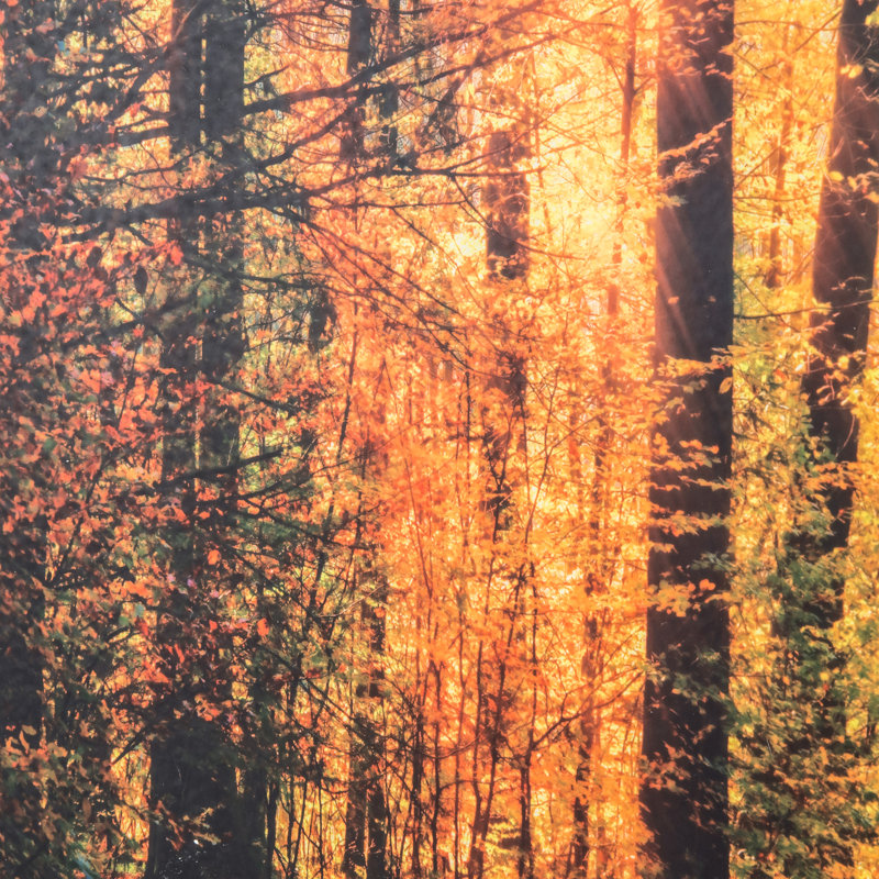 «The Road Traveled», reproduction de photo sur verre encadrée