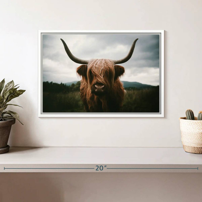 Vache Highland Open Field, Cadre flottant blanc, 13 po x 9 po