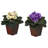 African Violet Arrangement in Pot