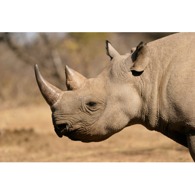 Black rhino - Photographie sur toile tendue