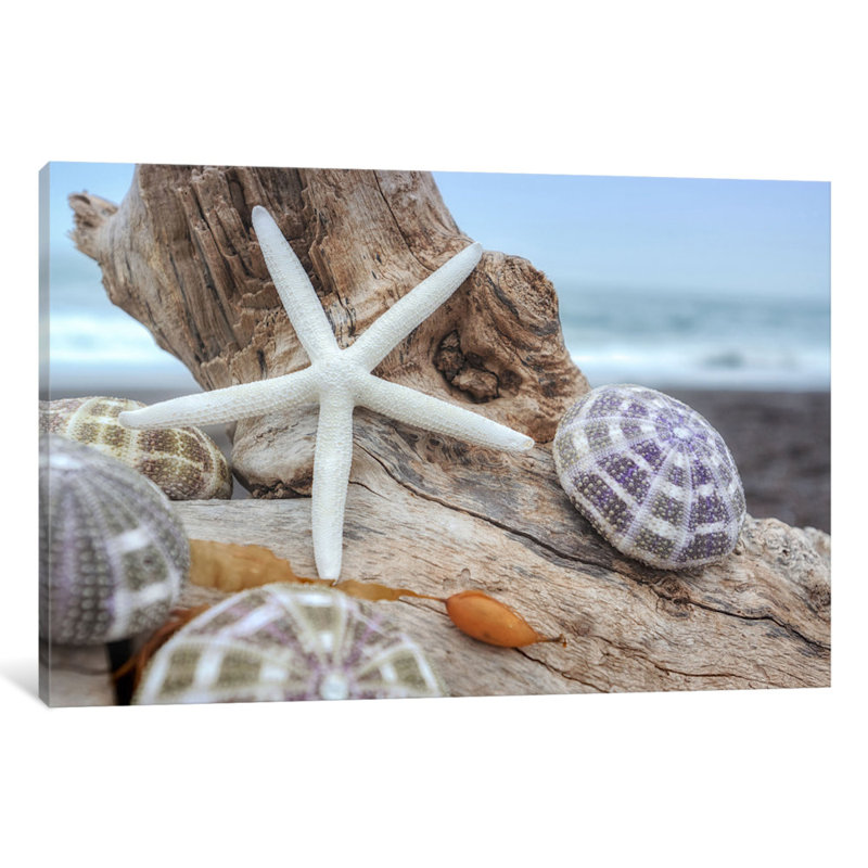 «Crescent Beach Shells VII», reproduction de photo sur toile, H 8 po x l 12 po x P 0,75 po, Toile tendue, Pas de tapis