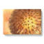 Dandelion Seeds Vol.3 - Wrapped Canvas-61849209