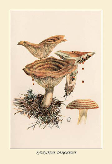 "lactarius deliciosus" par l. hamilton gibson, reproduction d’art