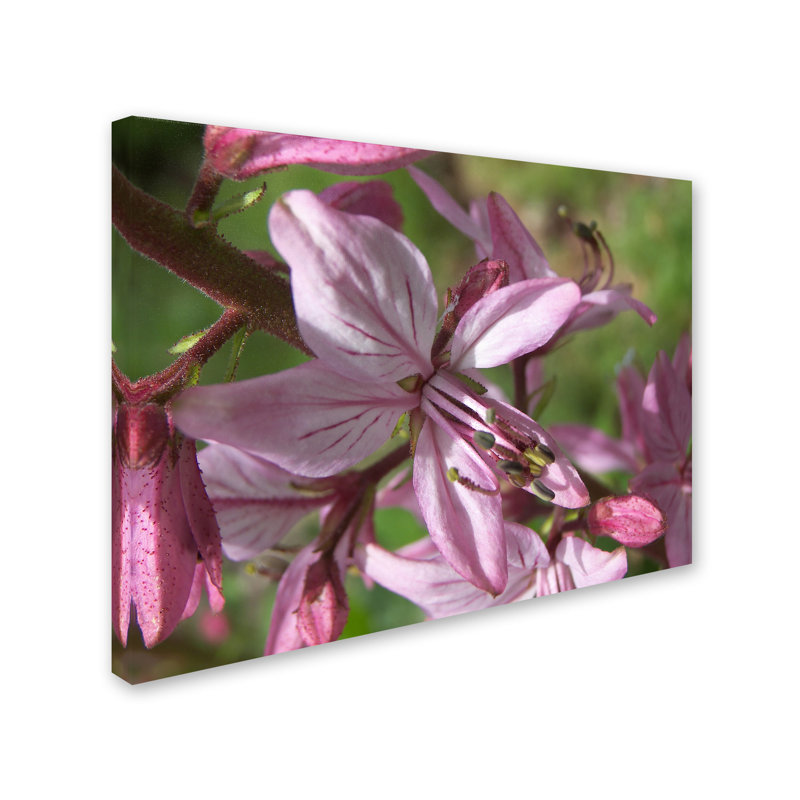 Monica Fleet Pink Floral Canvas Art with Hidden Frame