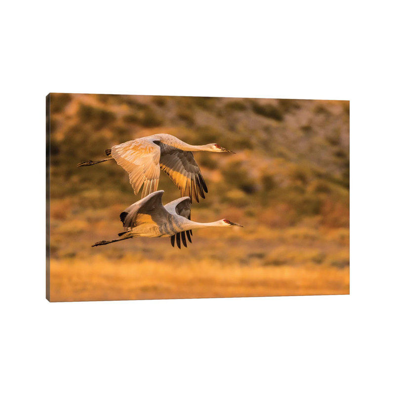 USA, New Mexico, Bosque Del Apache National Wildlife Refuge. Sandhill cranes flying. 1 Piece Wrapped Canvas Wall Art