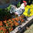 Brayla 48 in. H Animals Weathervane