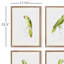 Illustration de perroquet en vert