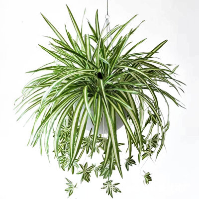  Artificial Fake Flowers for Home Decor 1pc Artificial Spider Plant 23.6inch Artificial Chlorophytum Comosum Silk Flower Large Hanging Artificial Plant Family Garden Office Decoration