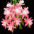 " Cactus Flowers 483 "-347238834