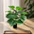 Primrue 31.5 in Pothos Faux Tree Devil's Ivy Scindapsus Aureus In Black Pot-1798766426