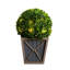 18 plantes