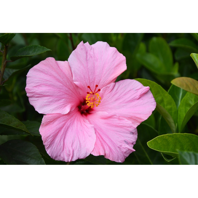 Pink Hibiscus Flowers by Kalichka - Wrapped Canvas Print, 20cm H x 30cm W