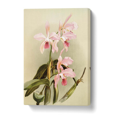Magnolia Flowers Illustration Tab. 85 by Frederick Sander - Wrapped Canvas