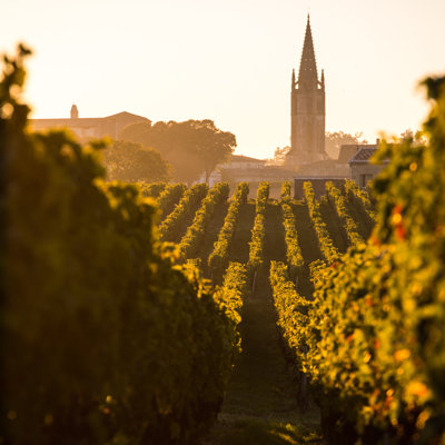 Saint Emilion Vineyard by Esperanza33 - Wrapped Canvas Print