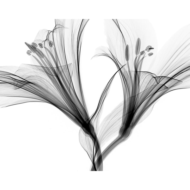 Fleurs transparentes - sur fond blanc - noir et blanc 2, H 24 po x l 48 po x P 1,5 po