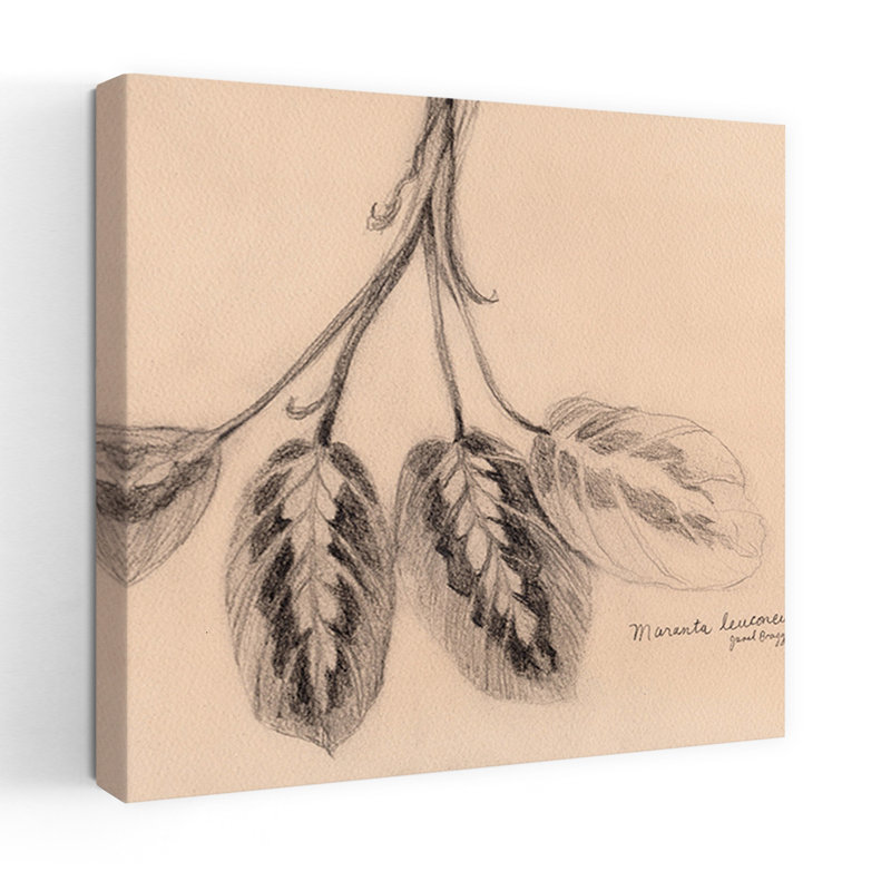 Contemporary Art Realistic Contemporary Plant Wall Art by Janel Bragg - Wrapped Canvas Print, 81.28 cm H x 81.28 cm W