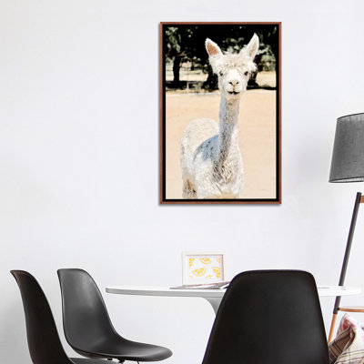 «Extra White Alpaca» par Susan Vizvary - reproduction d'art