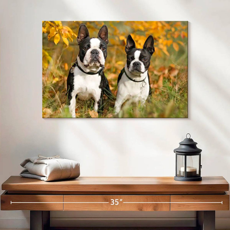 Boston Terrier Couple, H 16 po x l 24 po