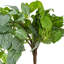  Fittonia artificiel vert 33 po