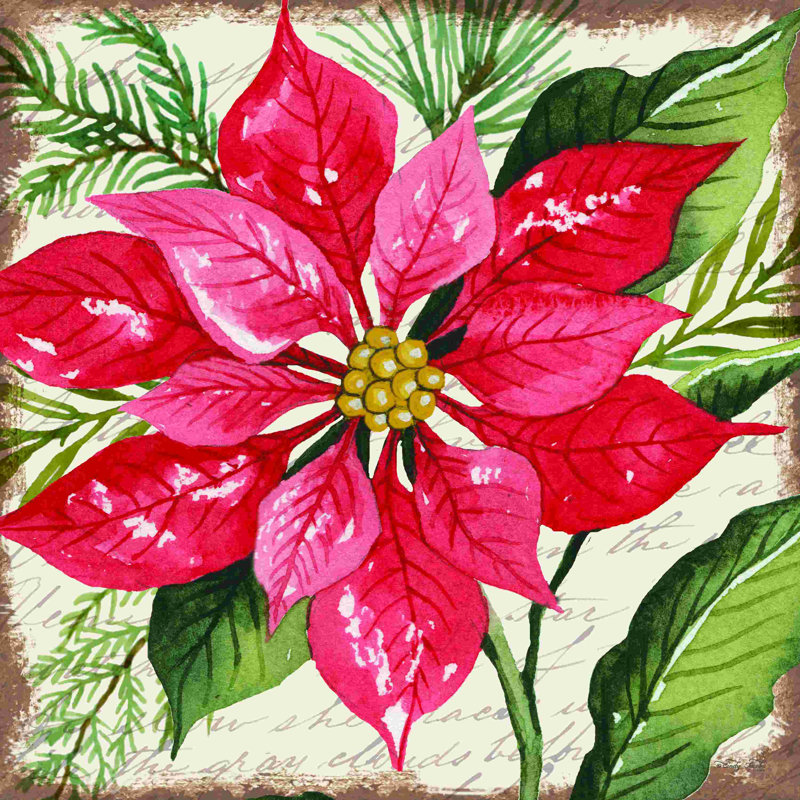 Poinsettia rouge botanique, H 36 po x l 36 po
