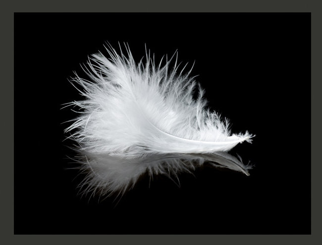 White Feather 2.31m x 300cm Wallpaper, 309 cm L x 400 cm W