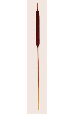 30'' Birch Branch