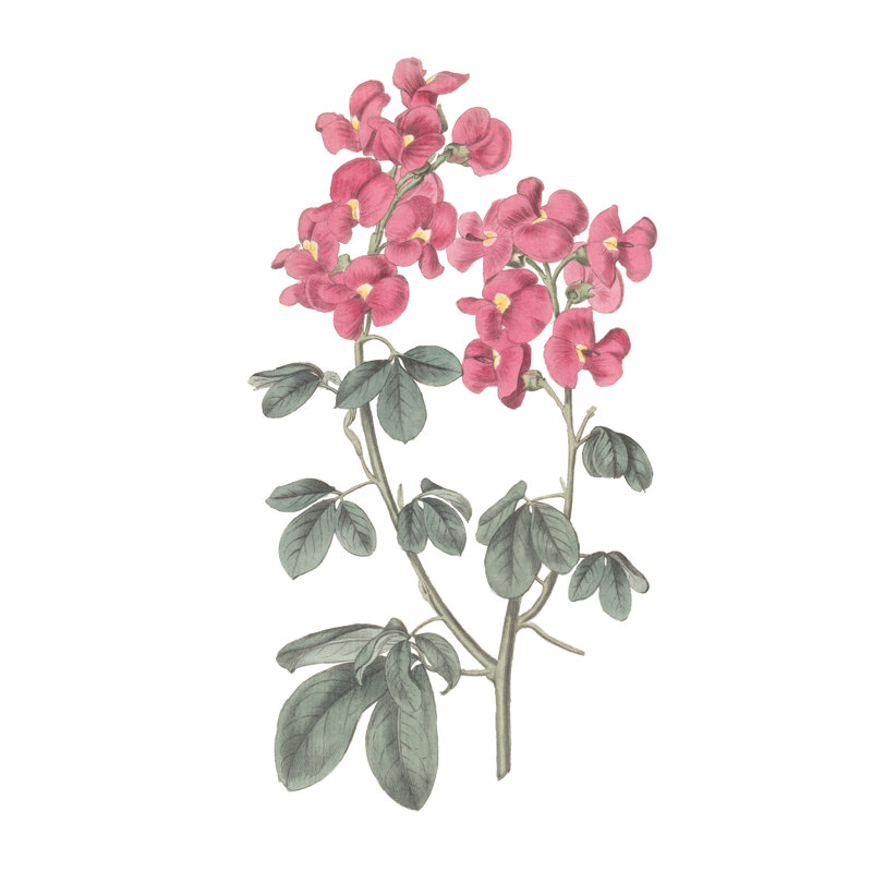 Monument Etching Tile Flowers IV by Wild Apple Portfolio - Wrapped Canvas Painting, 76cm H x 76cm W