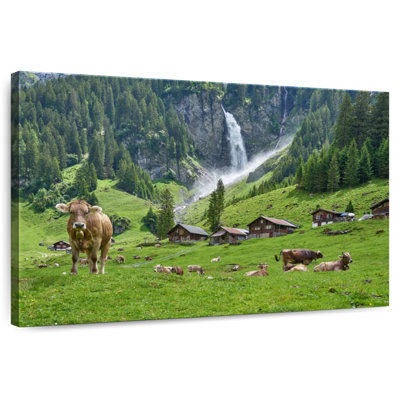 Alvord, Suisse, Highland Cows