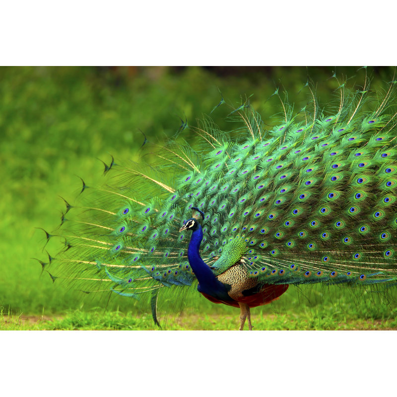 Peacock by EROMAZe - Wrapped Canvas Print, 30cm H x 46cm W