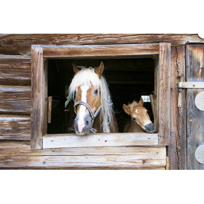 Haflinger Horse by Mcbrugg