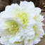Arrangement floral dahlia de bouquet artificiel-1914350808