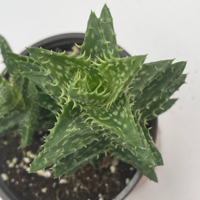 Tiger Tooth Aloe, Aloe Juvenna Brandham, Dwarf Aloe, In 4 Inch Pot