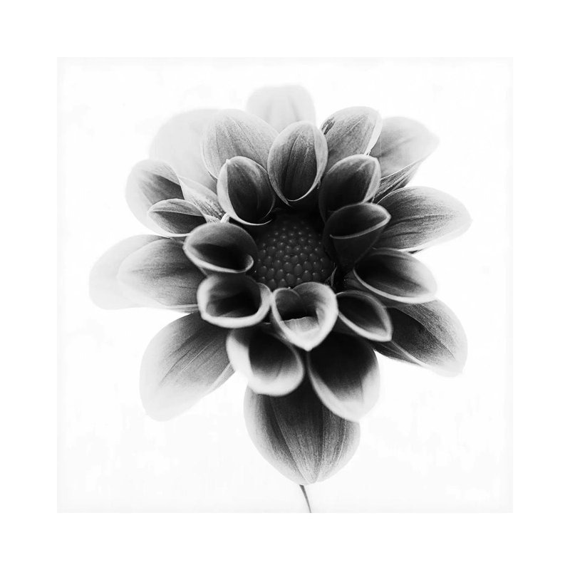 Dahlia 1 Piece Wrapped Canvas Wall Art, 30.48cm H x 30.48cm W x 1.905cm D