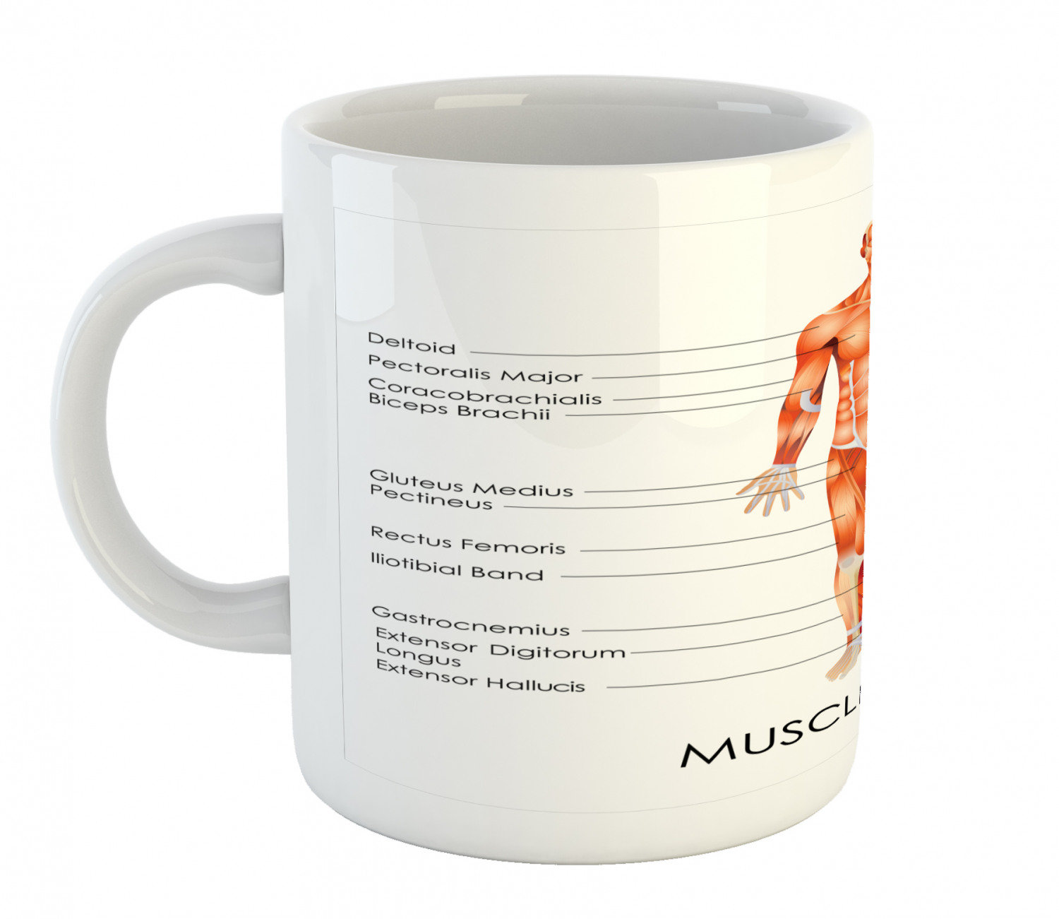 East Urban Home Human Anatomy Coffee Mug | Wayfair