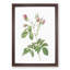 Crimson Evrat's Rose by Pierre-Joseph Redoute - Picture Frame Painting Print-55490376-55490377