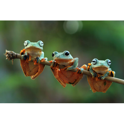 Three Java Frogs by Aulia Maghfiroh - Wrapped Canvas Print