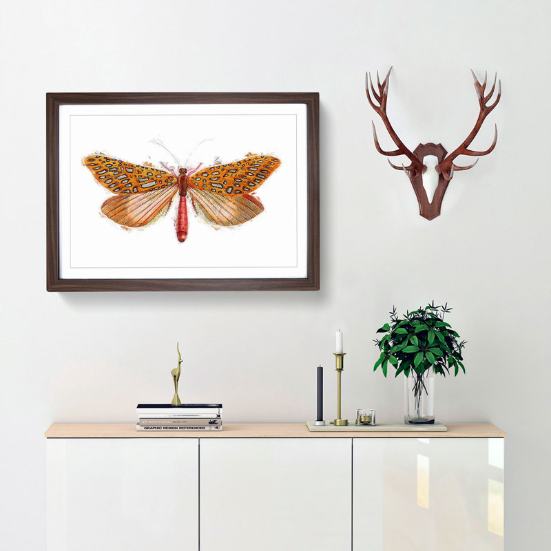 Venus Moth by George Shaw - Picture Frame Painting Print, 27cm H x 36cm W x 2cm D, Walnut Framed