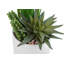 Plante succulente en pot 7 po Mcclendon