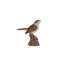 Nightingale chantant activé par le mouvement debout sur une souche