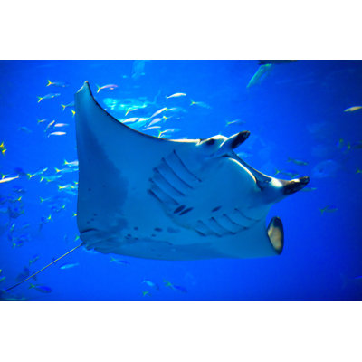 Amee Manta Ray by Shihina - Wrapped Canvas Print