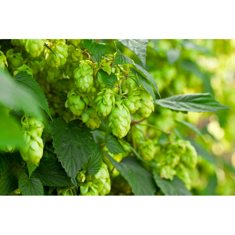 Green Hops - Photographie sur toile tendue, H 12 po x l 18 po
