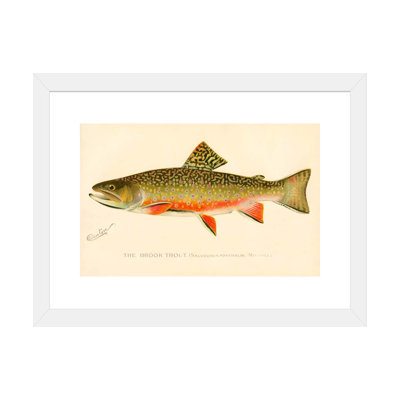 " The Brook Trout "