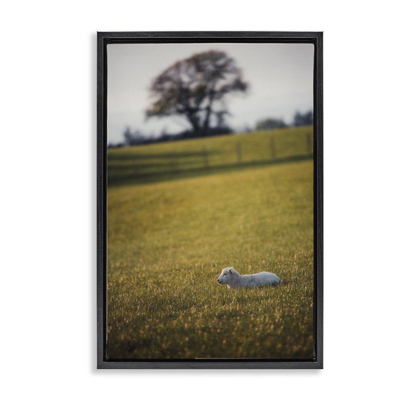  «Lamb in Lush Farmland Floater» par Thomas Tepstad Berge, H 25 po x l 17 po, Cadre flottant noir de jais