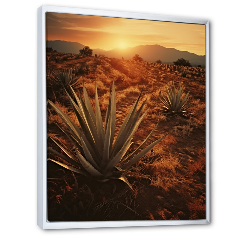 Succulent Field au Texas, Cadre flottant blanc, H 32 po x l 24 po x P 1 po